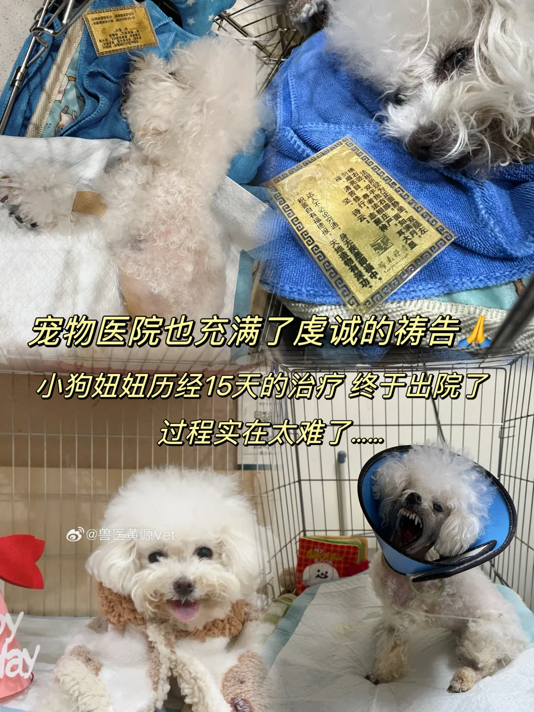 宠物医院也充满了虔诚的的祷告🙏