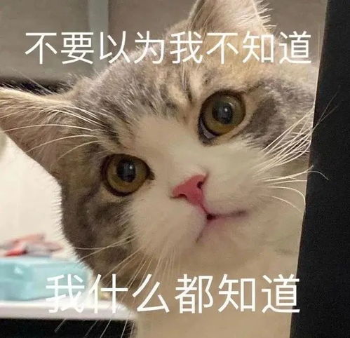 表情包  可爱猫猫表情包 