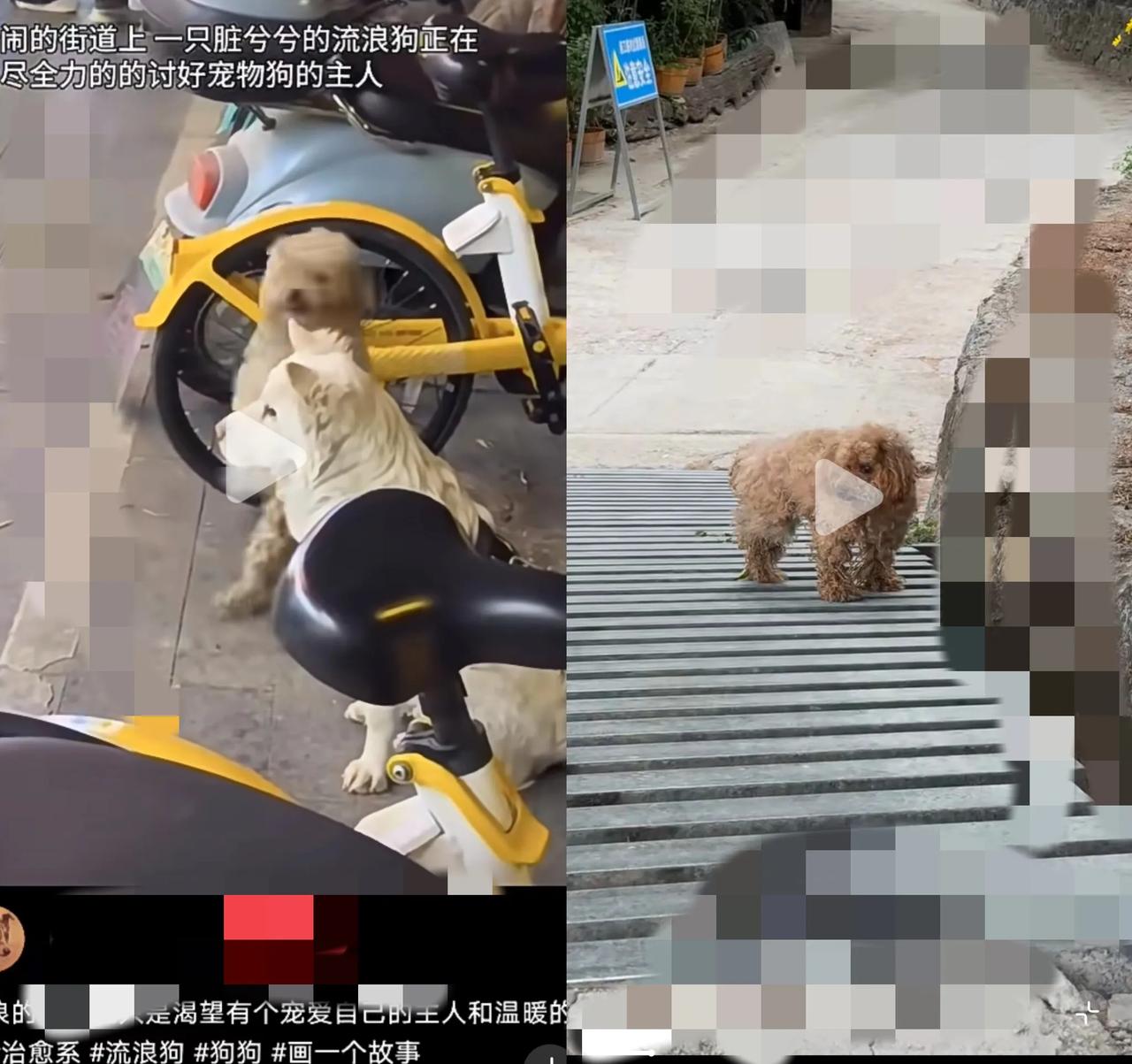 家人们，谁懂啊！
      今天在街边看到超揪心一幕。一只浑身脏兮兮的流浪小狗