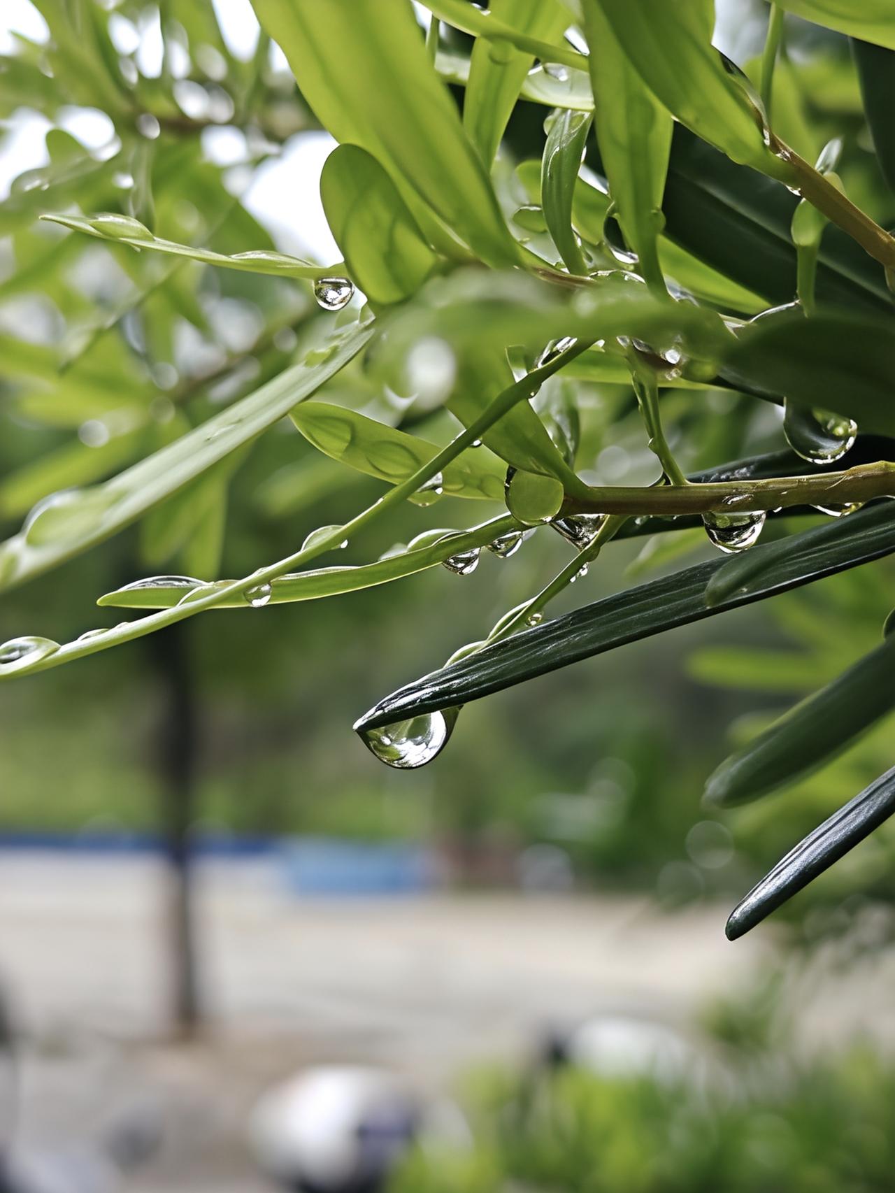 早上连绵雨，中午大晴天。
人可不喜欢这种又湿又热的天气，植物可喜欢了。