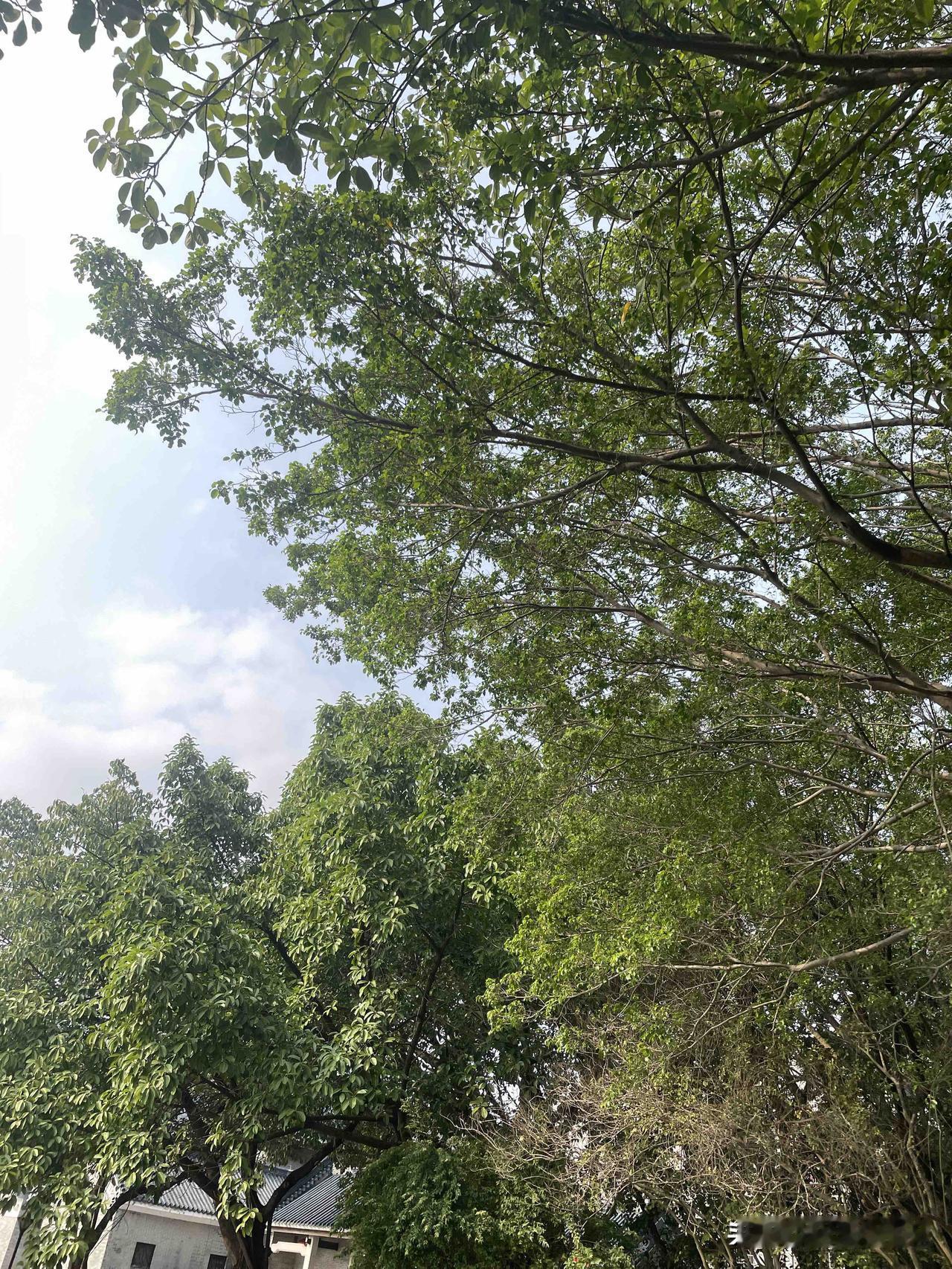 上联：人活一张嘴
下联：树活一层皮