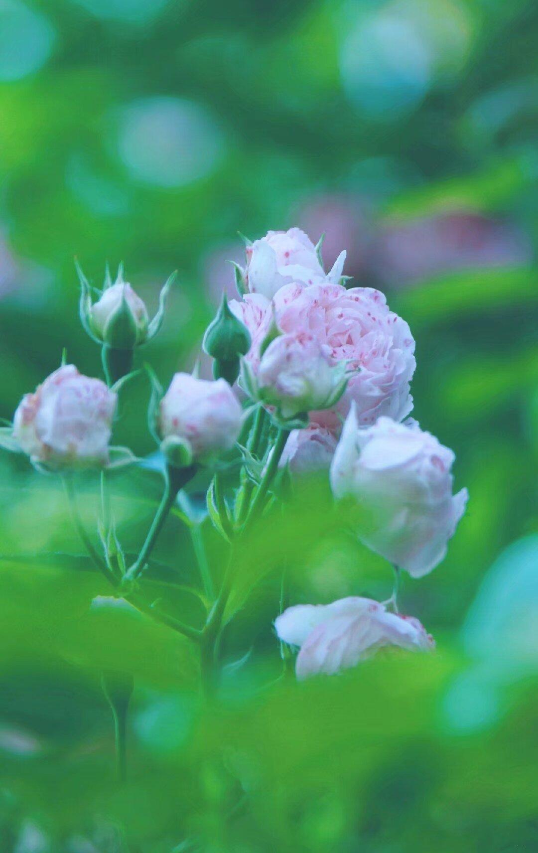 粉嫩玫瑰，娇艳欲滴，尽显春日柔情。🌸🌺🌸
