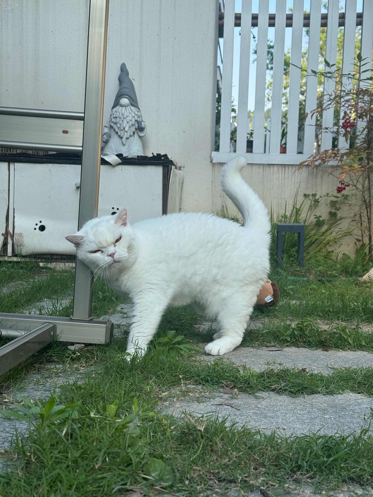 可爱乔，开心到在地上打滚～