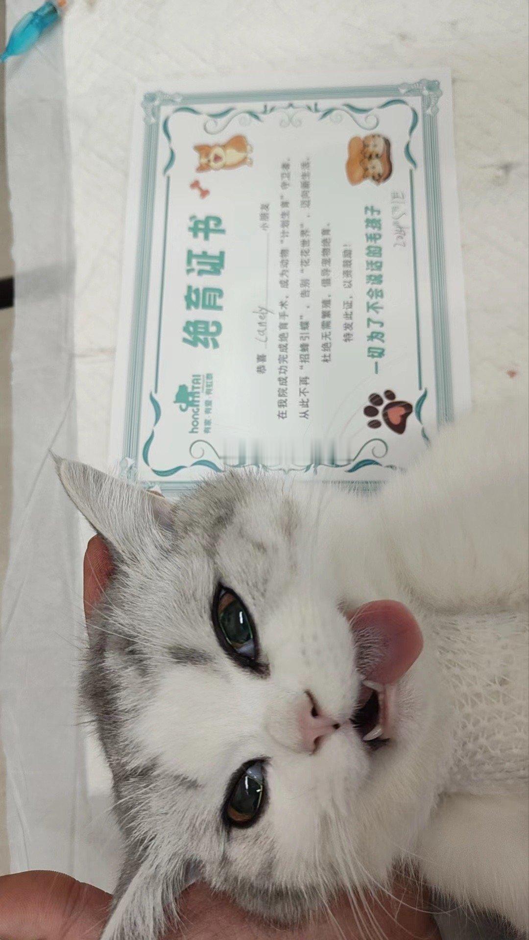 小宝绝育了 ​​​