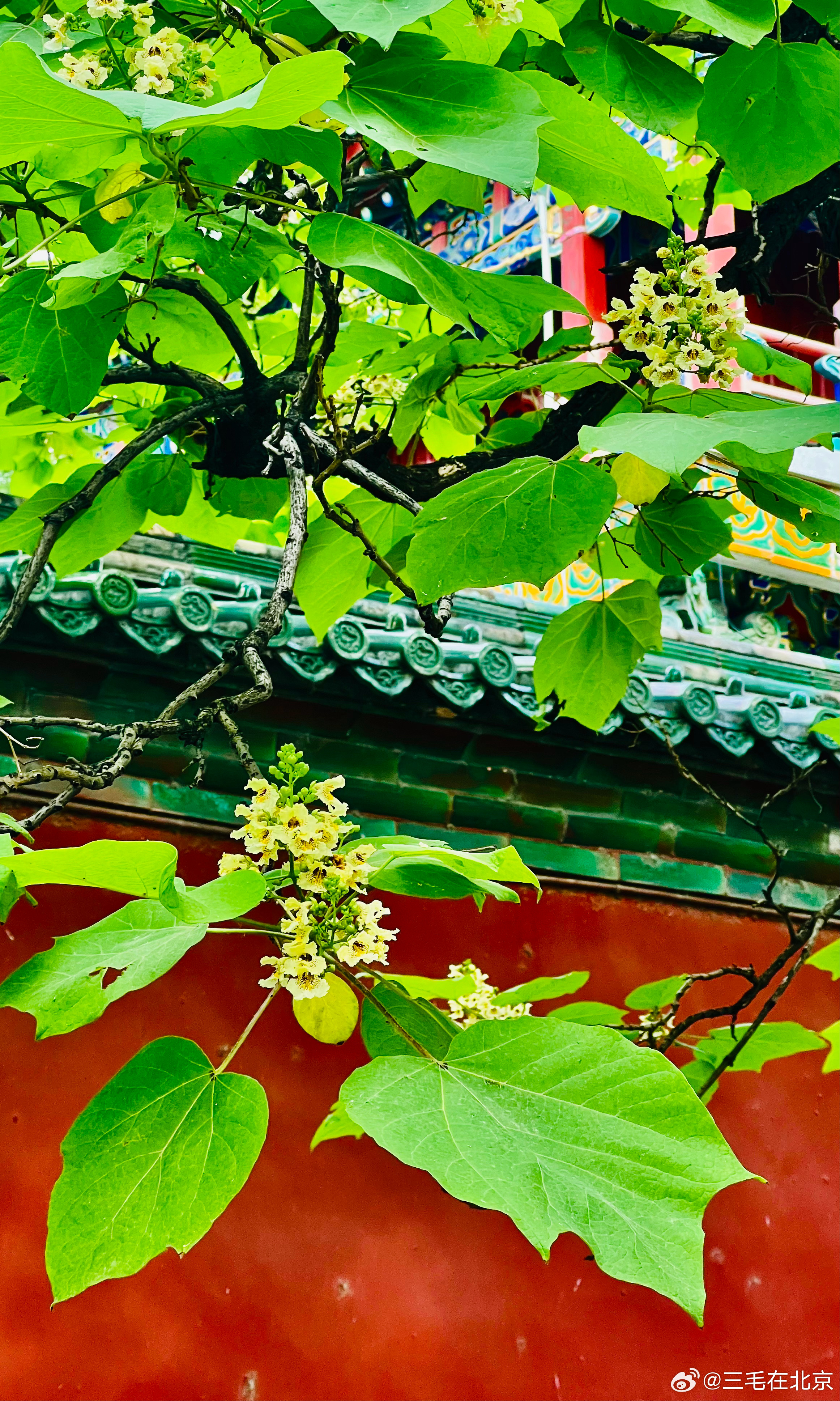 北海公园 梓树花开摄影​​​