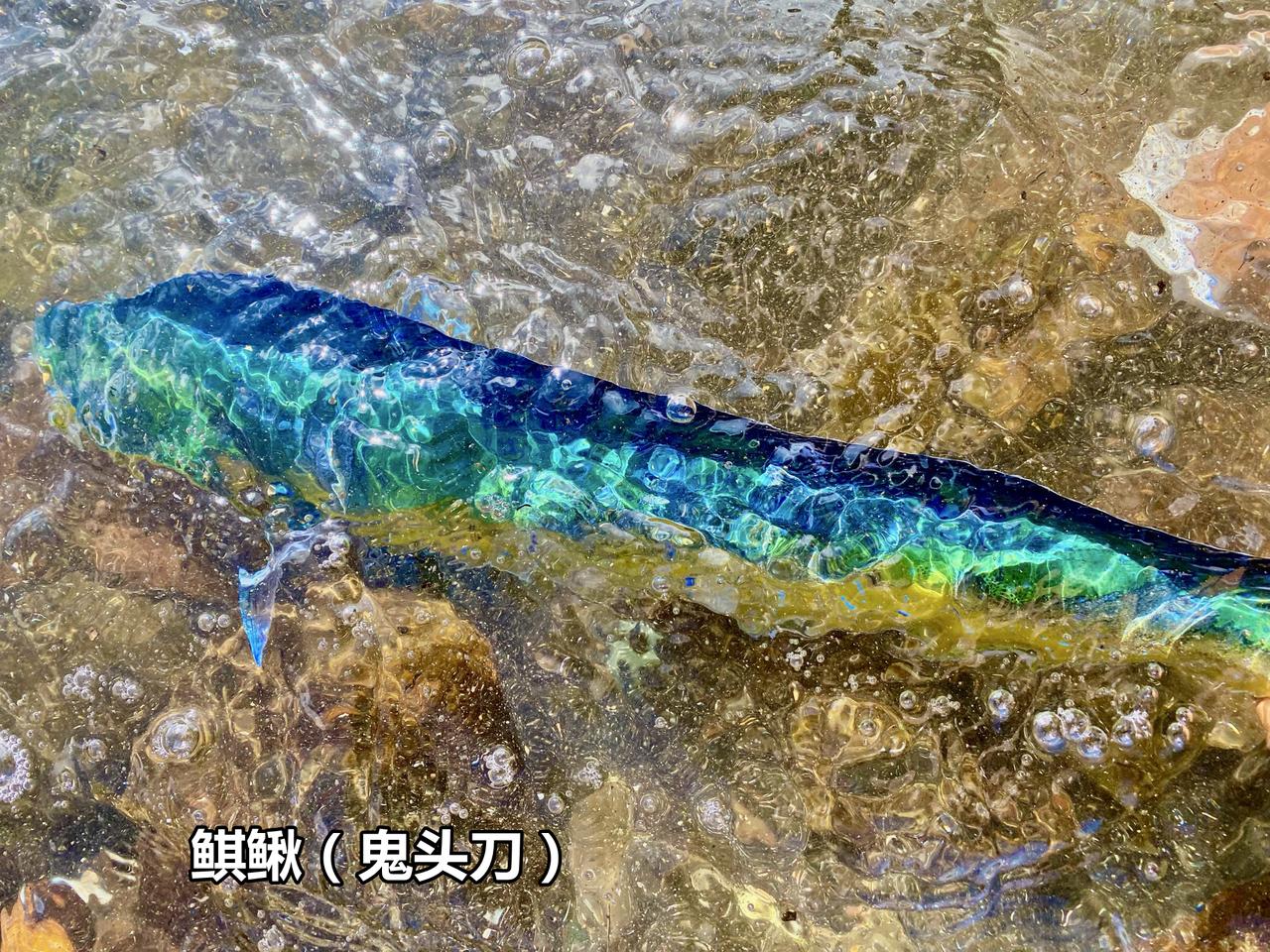 自然状态的鲯鳅，色彩斑斓，其美丽令人惊叹。