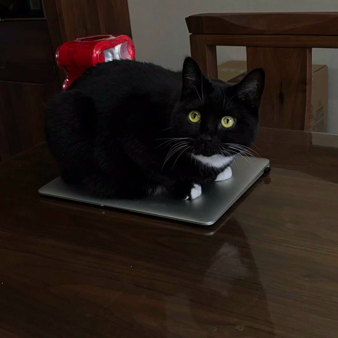 黑丝绒上两颗黄宝石展览中daily奶牛猫奶粉投稿