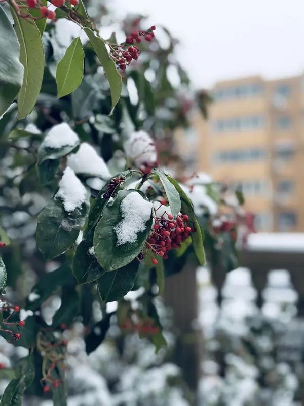 上联：昨夜春风入户，诚邀下联今朝瑞雪盈门。
