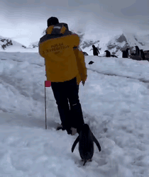 “文明出行，礼让三分”太可爱了。