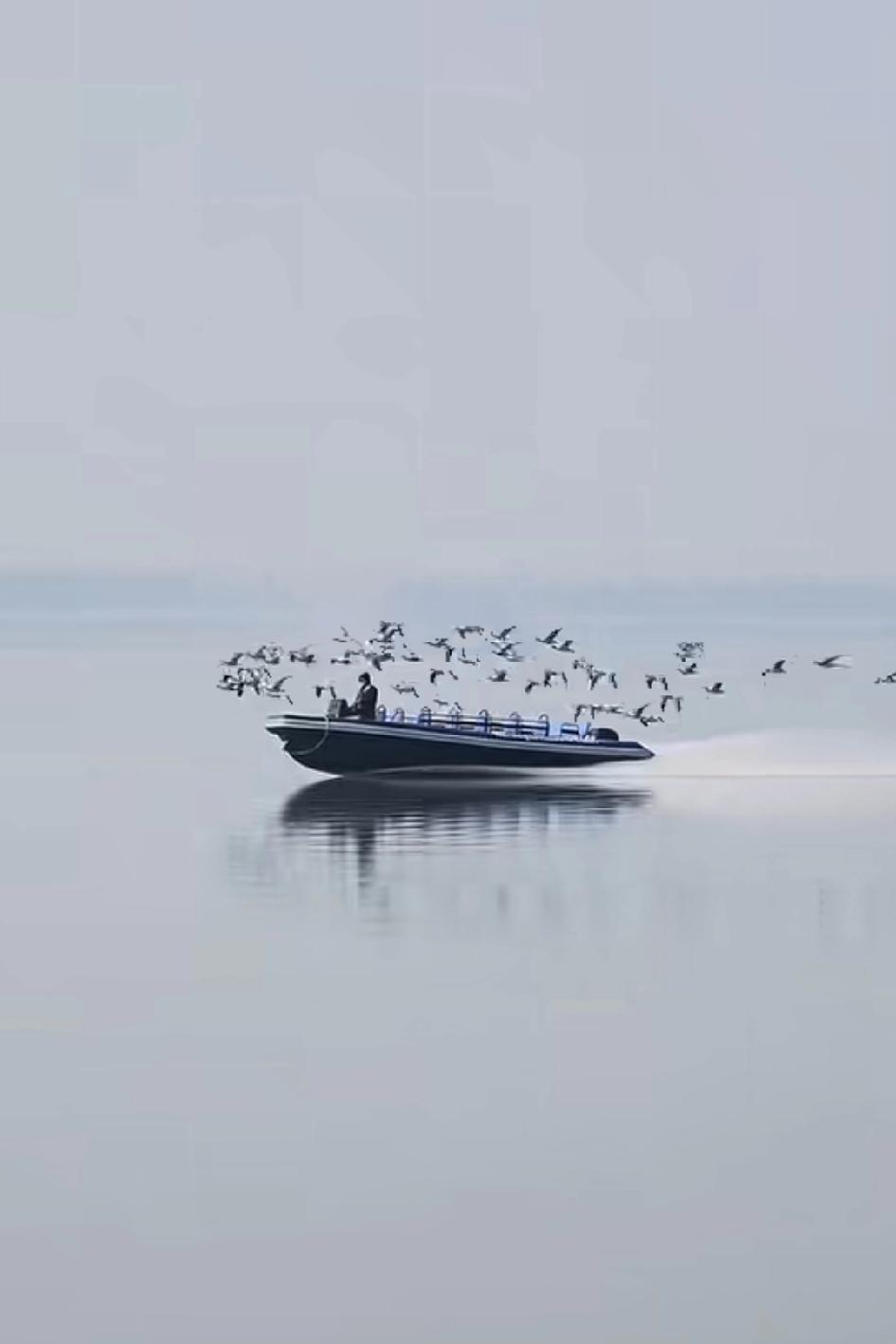 鸟为什么追着他跑？
哇塞，这鸟人！！！！
他绝对是全武汉最拉风的男人！妥妥的C位