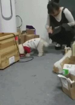 狗子：谁摸我尾巴，这里只有你一条狗，总不能是主人吧 