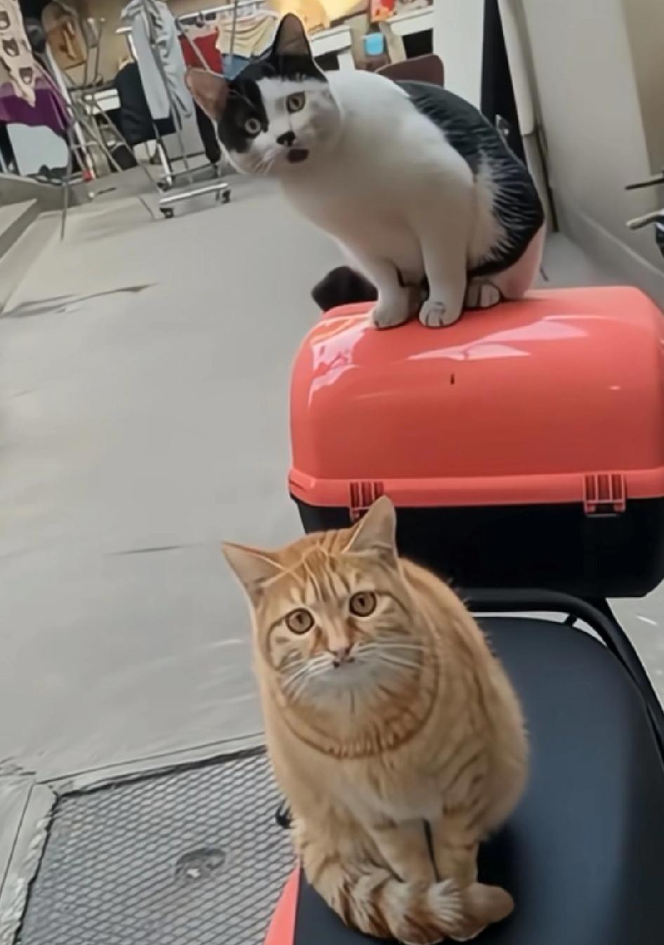这两个小猫长的[笑哭][笑哭][笑哭]
车主发现自己的车上坐了两只猫
就对两只猫