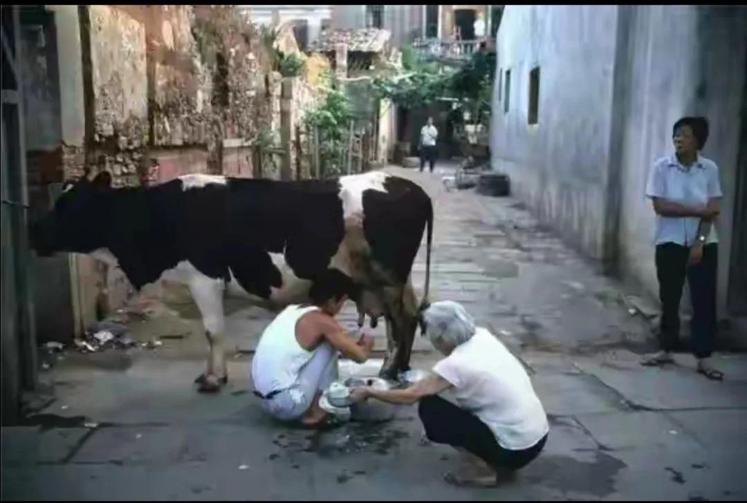 嘿，朋友们！人老了呀，在选择喝纯牛奶还是奶粉这个事儿上，好多人都犯迷糊呢，还老琢