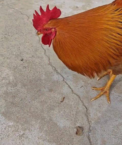 出乎意料了，湖北，一女子将两条虫喂给家里一只公鸡吃

虫子送到嘴边，公鸡却不吃。