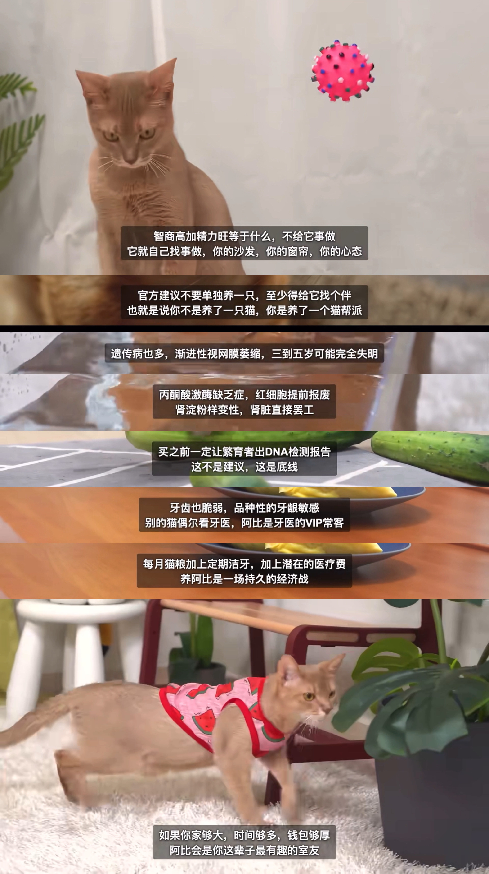 看来除了时间这一点，成子都很适合养阿比