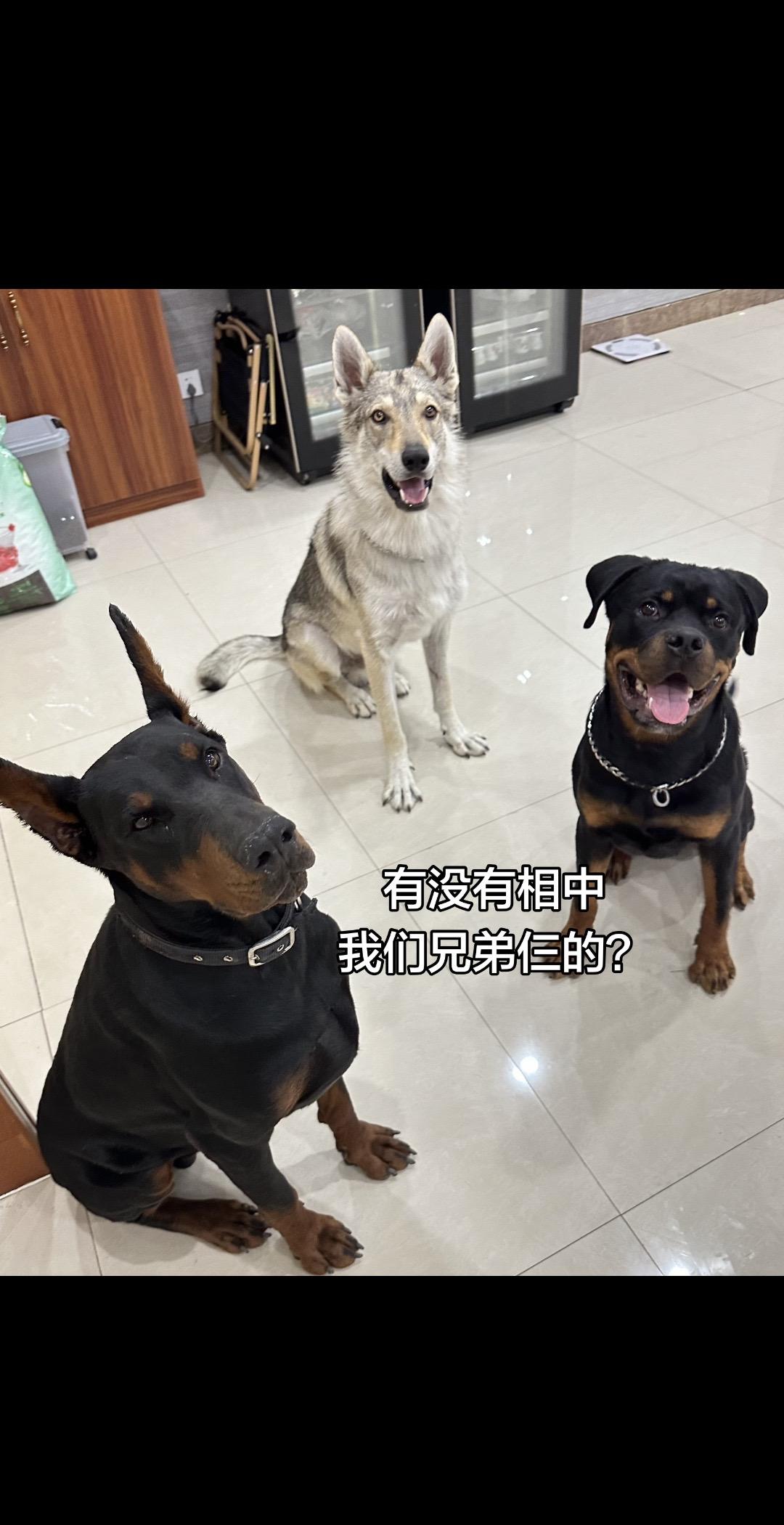 谈恋爱吗？