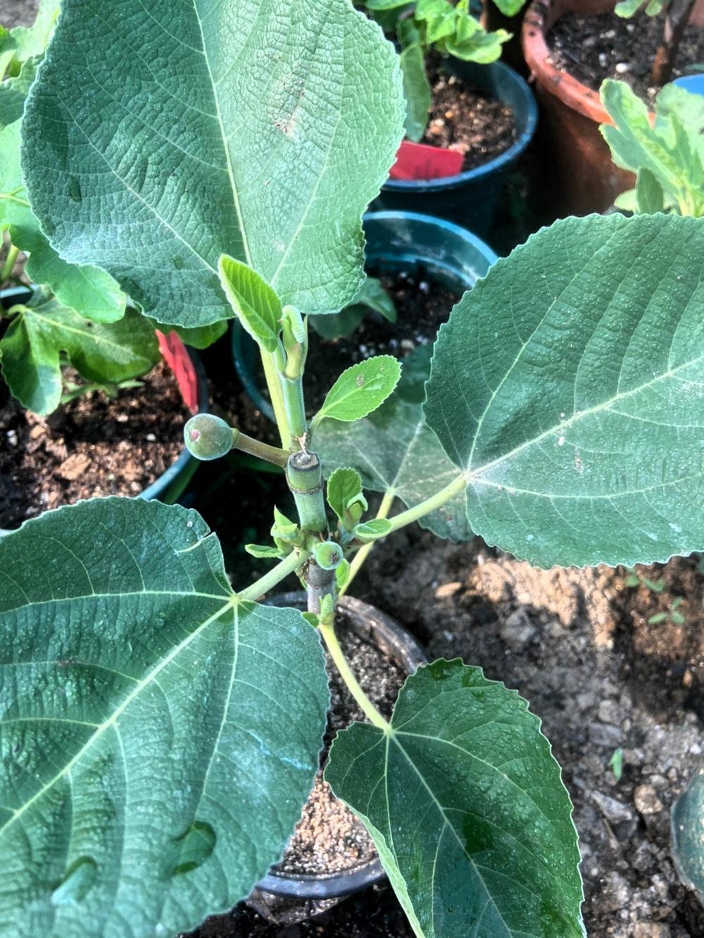 伊朗姬无花果，那可是无花果界的宝藏品种。它果实小巧玲珑，模样十分可爱。口感上，伊
