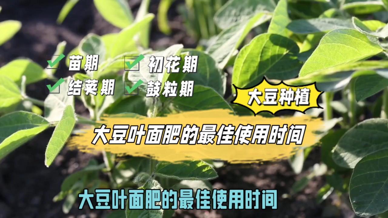 ✨大豆叶面肥的最佳使用时间通常在大豆生长的关键阶段。
1️⃣苗期：大豆出苗后喷施