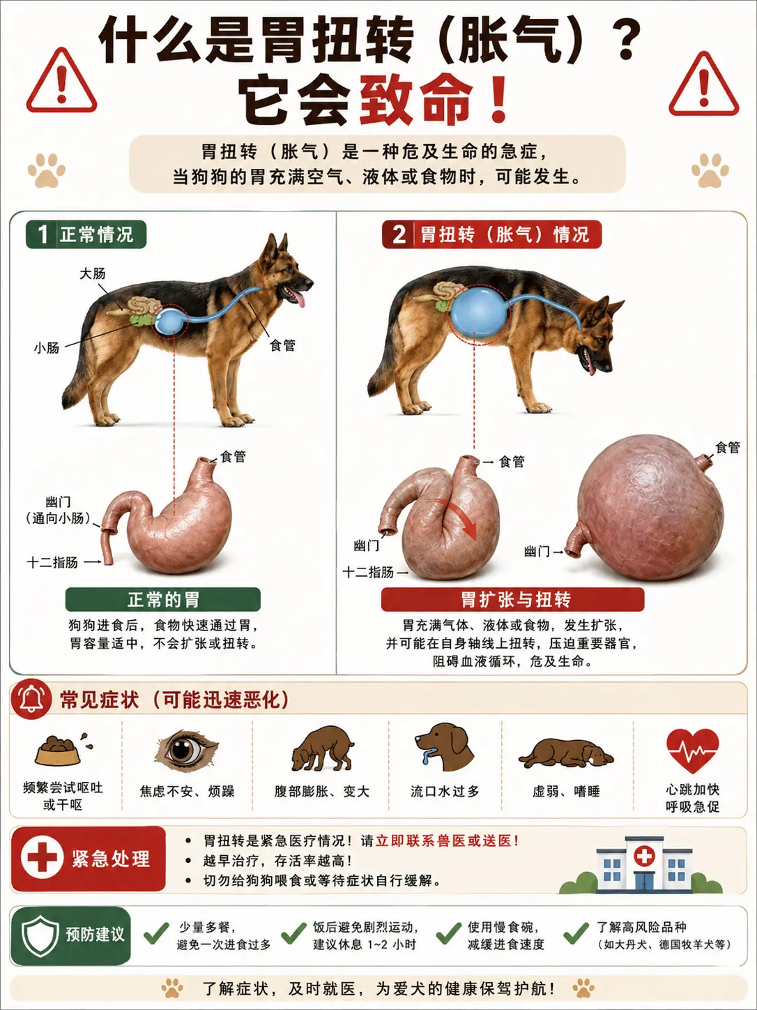 狗狗胃扭转。疾病定义： 1. 狗狗的胃被空气、液体或食物填满（胃扩张）...