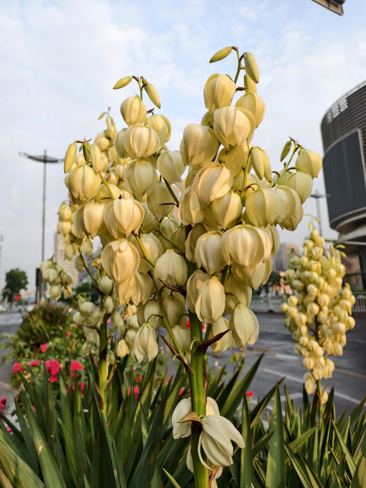 街边的花路边的草，点缀城市的美与好！