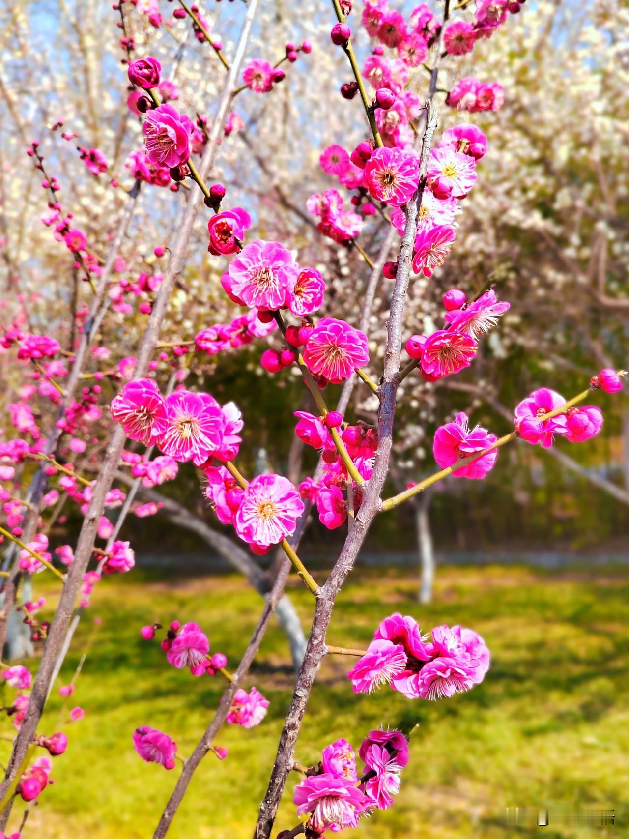 梅花烂漫映枝头，粉妆玉琢入画楼。