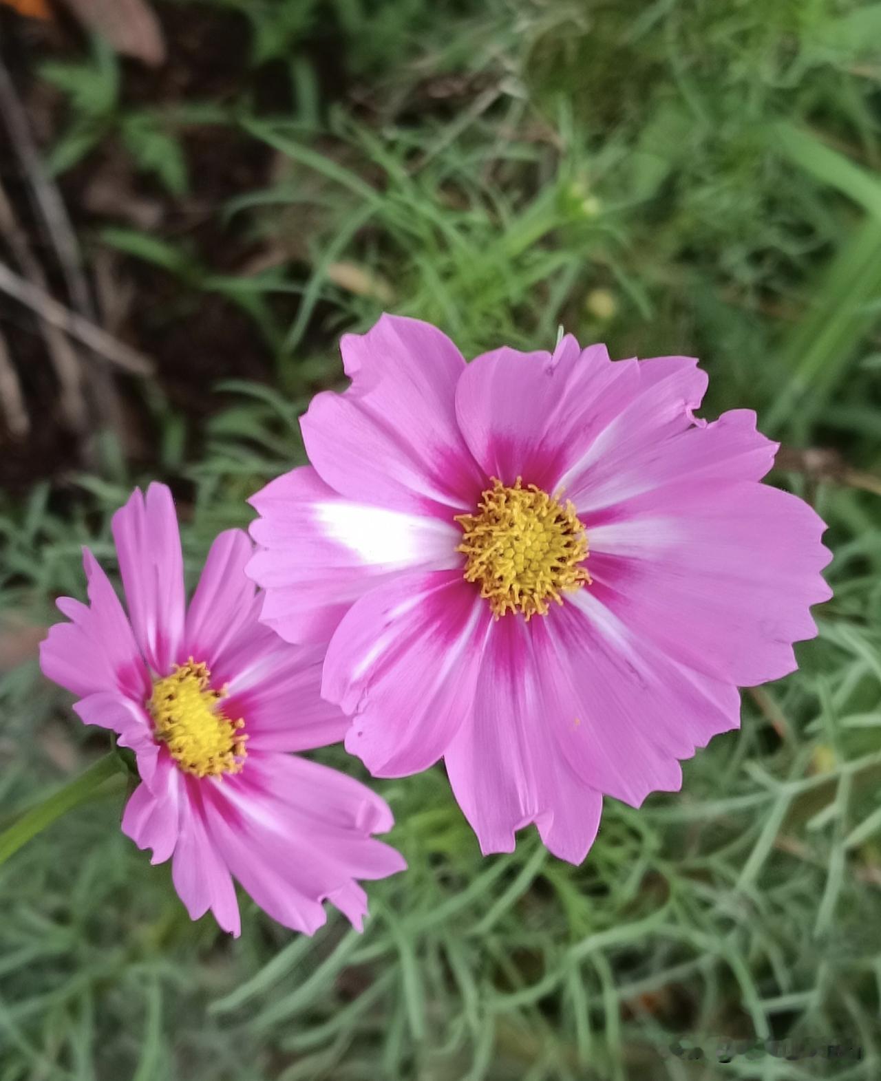 大坪古村
——路边满是格桑花
※格桑花，学名：秋英，别名波斯菊、秋樱，菊科秋英属