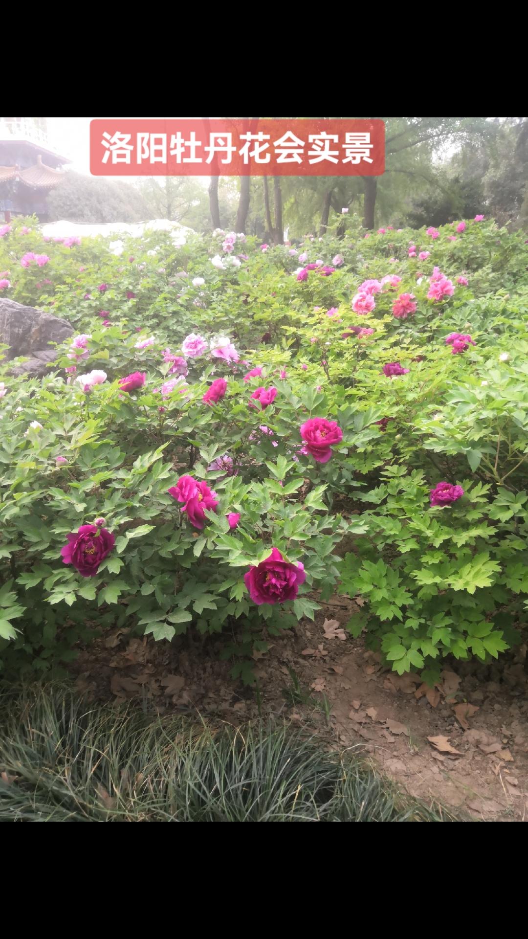 洛阳牡丹花会#抖音带你去赏花 #国色天香牡丹花 #洛阳牡丹文化节#洛阳牡丹