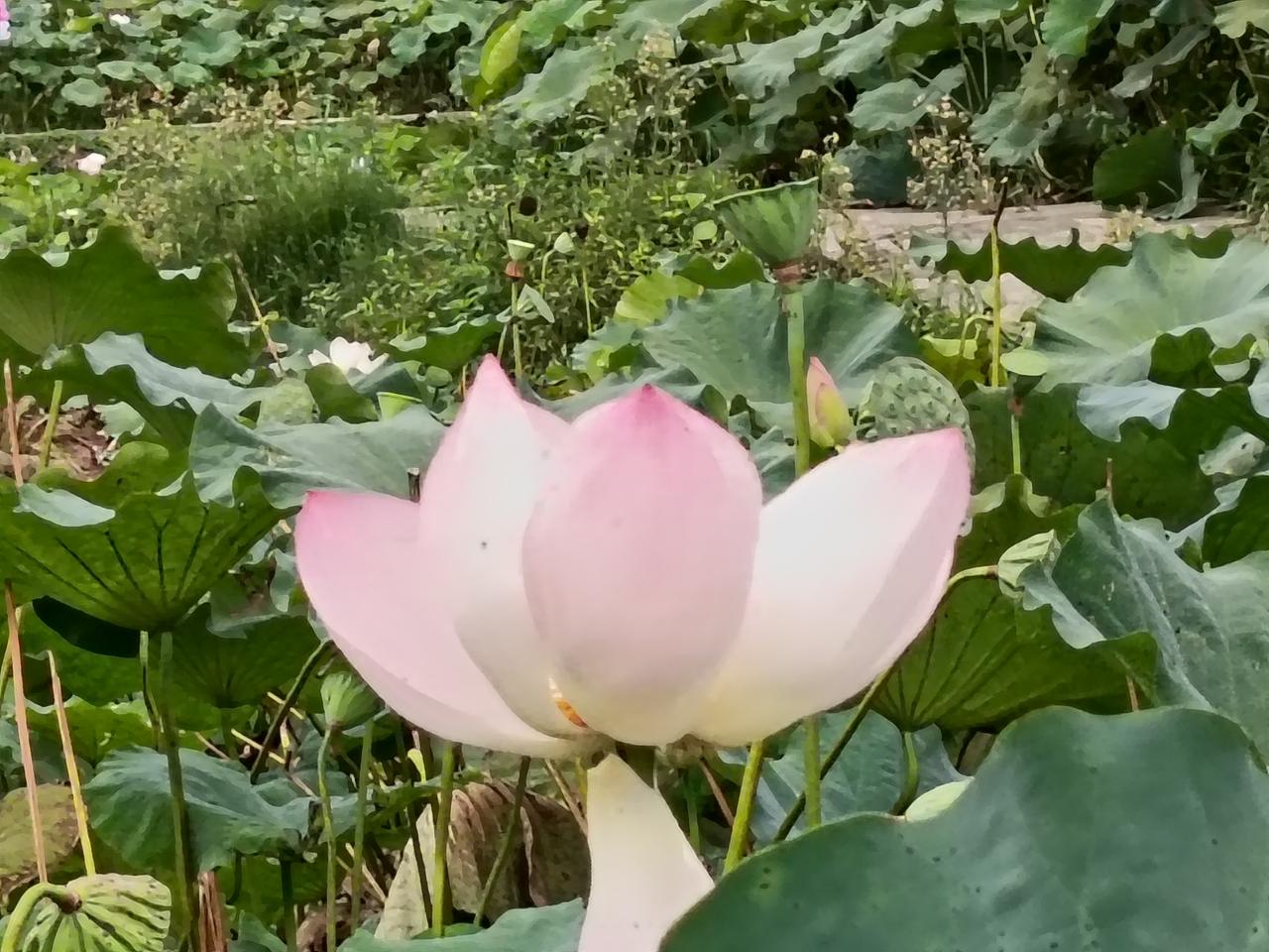 分享一下你随手拍下的照片出淤泥而不染，濯清涟而不妖。