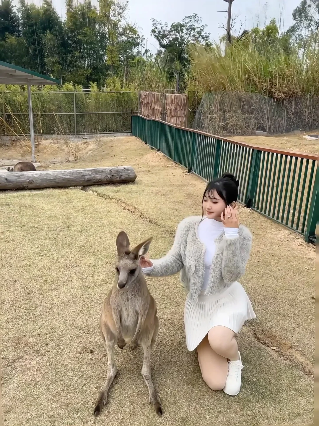 袋鼠会打人