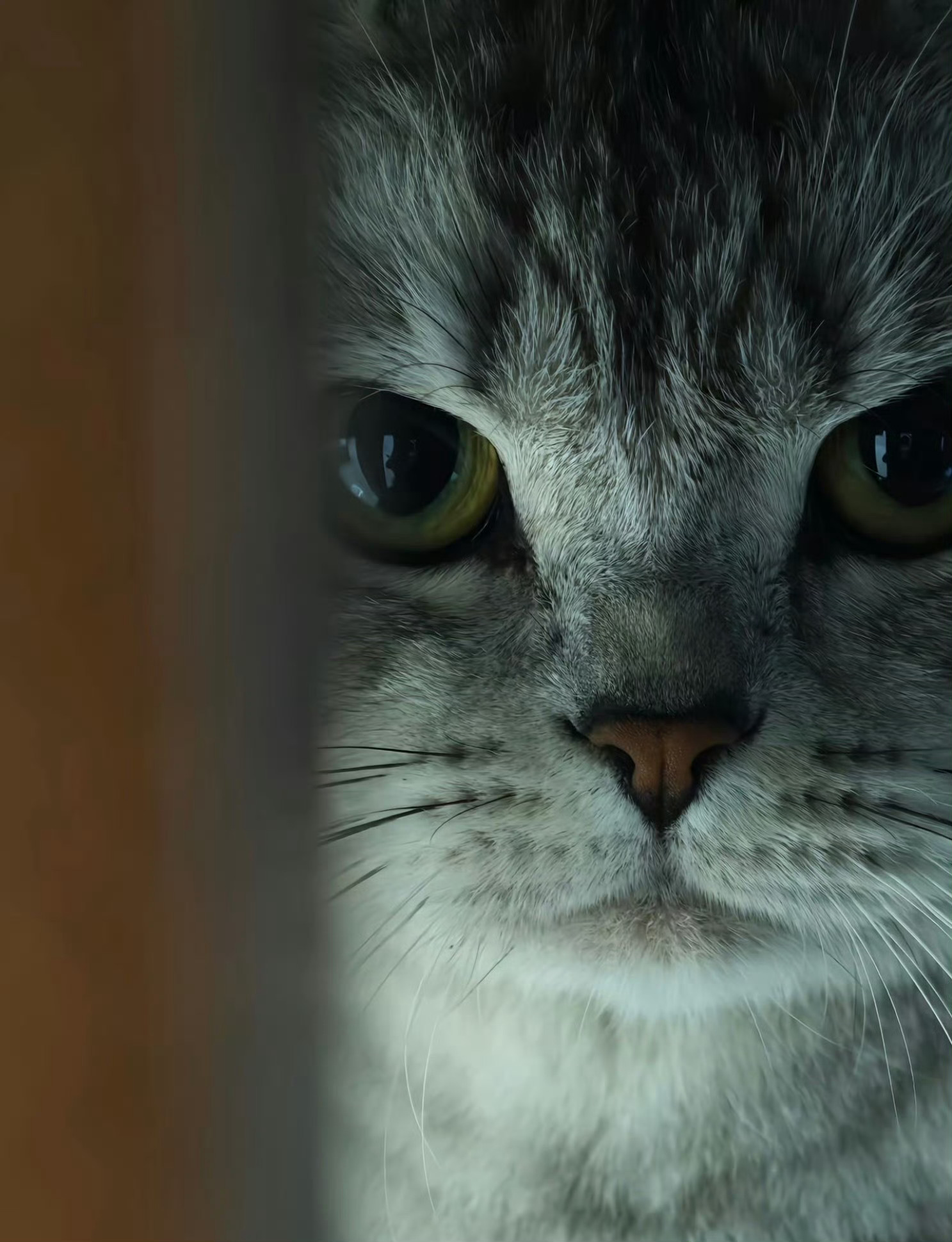 猫咪：我准备好了，拍吧📸️ ​ ​​​