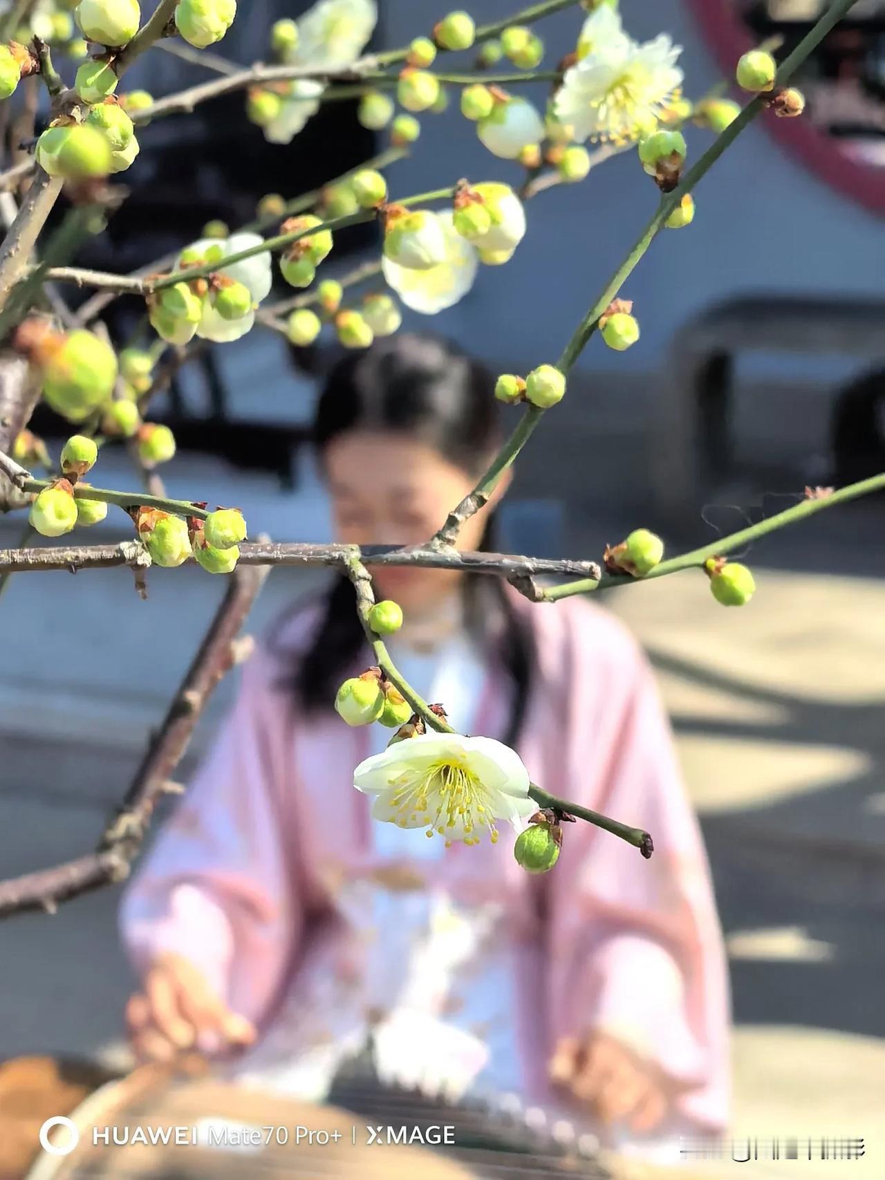 梅满中国·花开盛世，无锡荣氏梅园第十九届中国梅花蜡梅展览会今日上午盛大开幕。春天