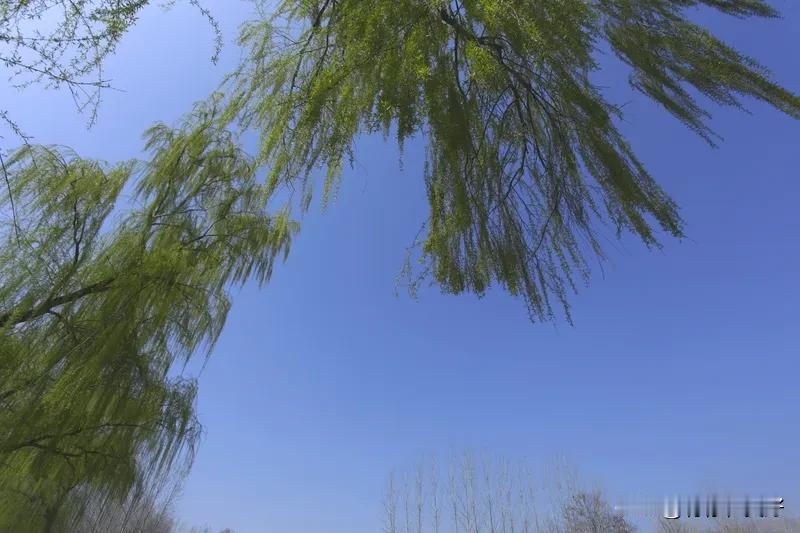 《七律    望柳即兴》
柳丝漫舞晚风狂，千古英雄困眼茫。
掌际悲欢如梦幻，云间