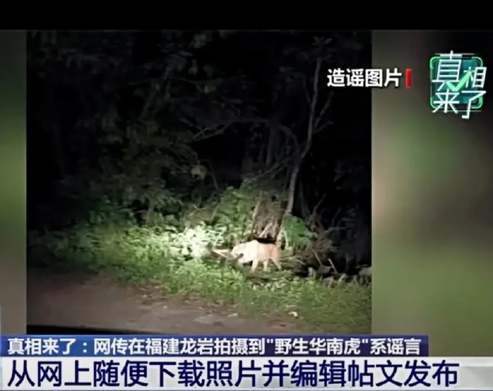 【网警通报拍摄到野生华南虎系谣言】 近日，有一则标注“福建漳平三重岭发现华南虎”