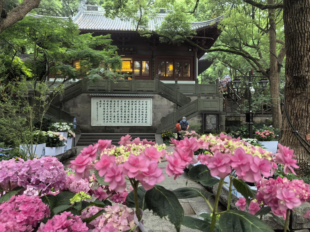 五律·吴山观八仙花展
绣球抛碧山，仙客展欢颜。
素艳凝清露，幽姿淡锦纶。
烟轻含