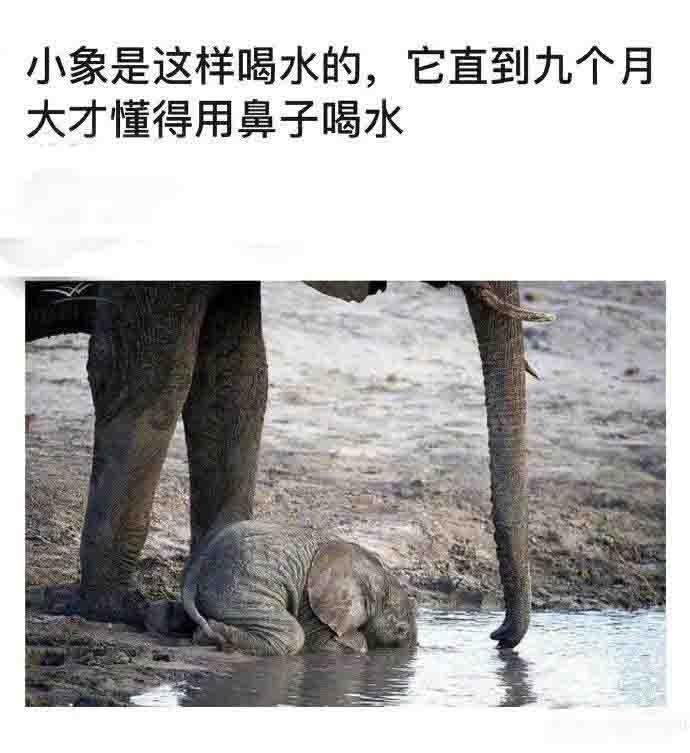 原来小象喝水是这样的，涨知识了