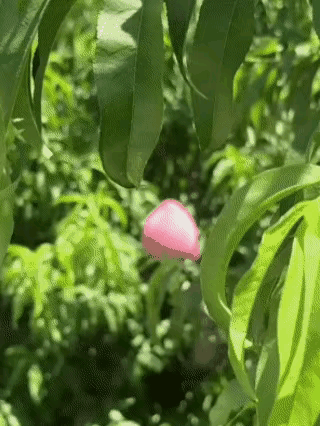 这是什么桃子，市场上没见过