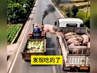 这个视频我反反复复不知道看了多少遍，实在是太有意思了。路上拉生猪的货车碰到拉白菜