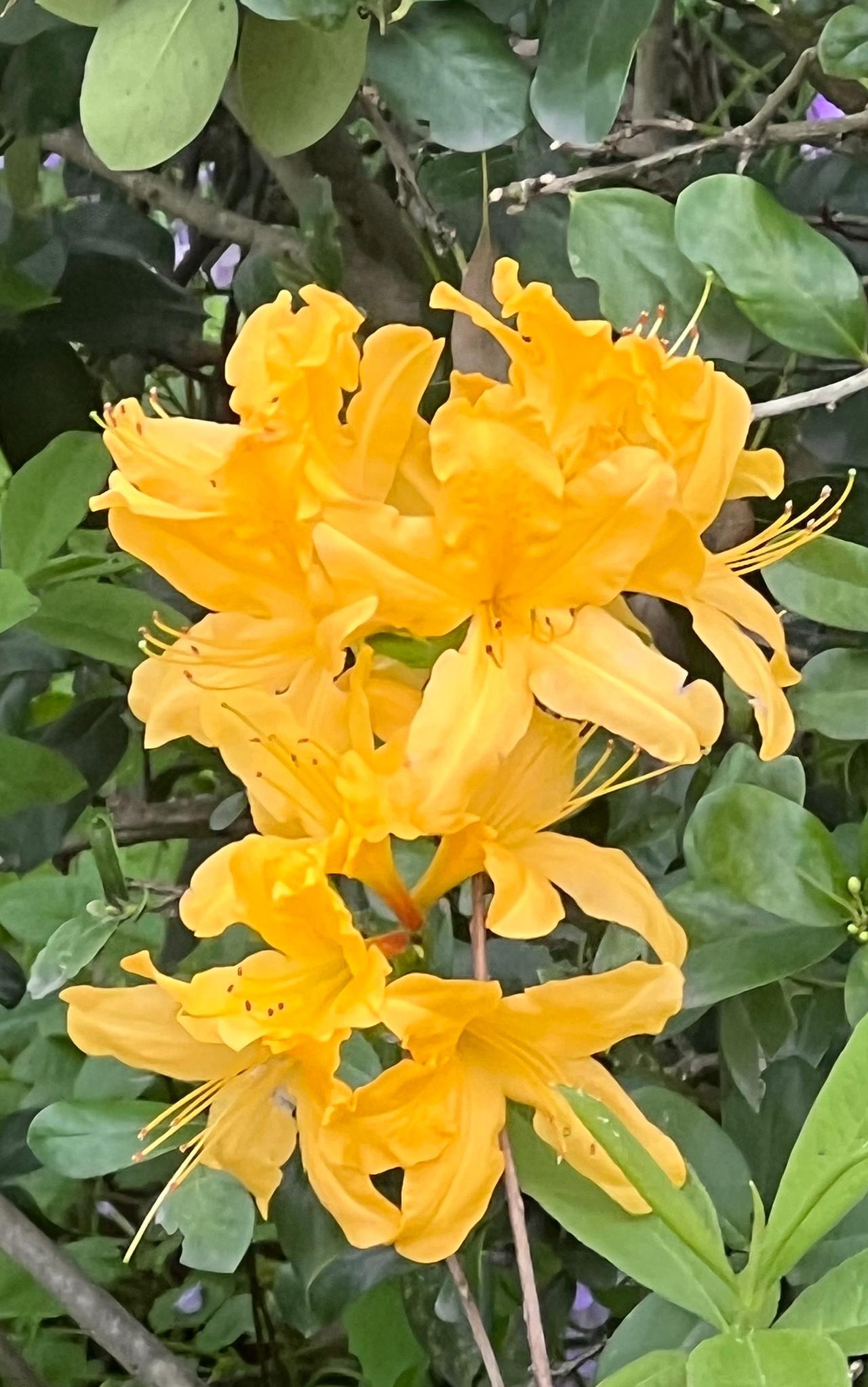 春日赏花：惊艳的黄色花朵，绽放出生命的活力！