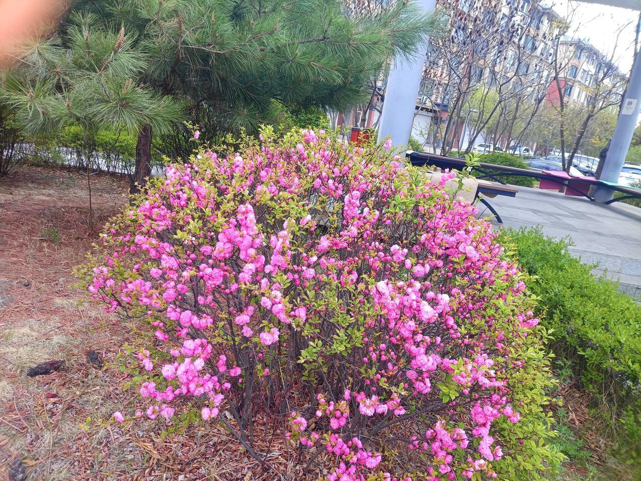 晒一晒随手一拍的美丽花朵