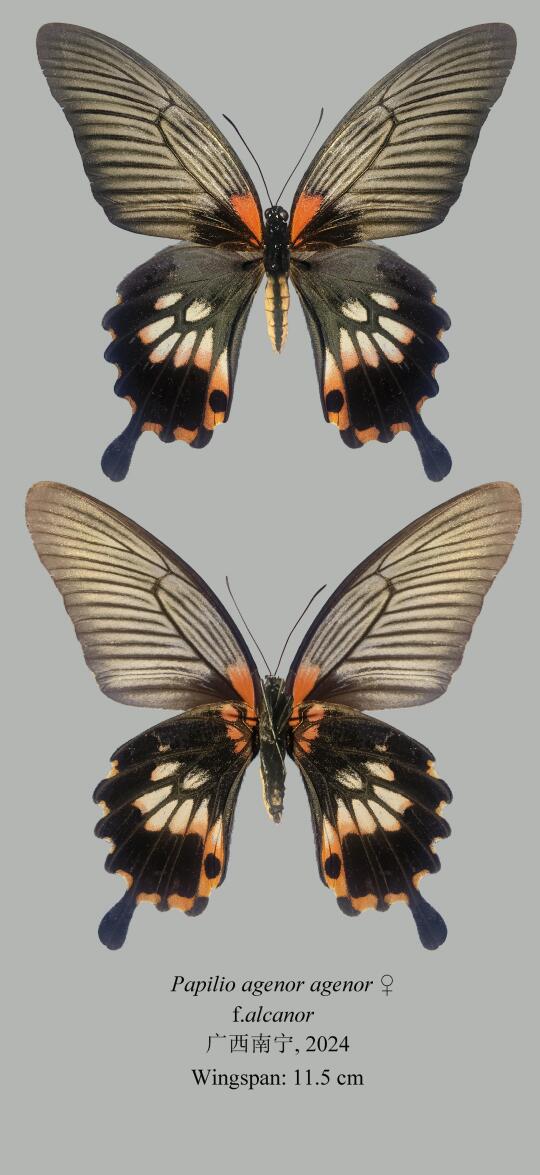 美凤蝶Papilio agenor
