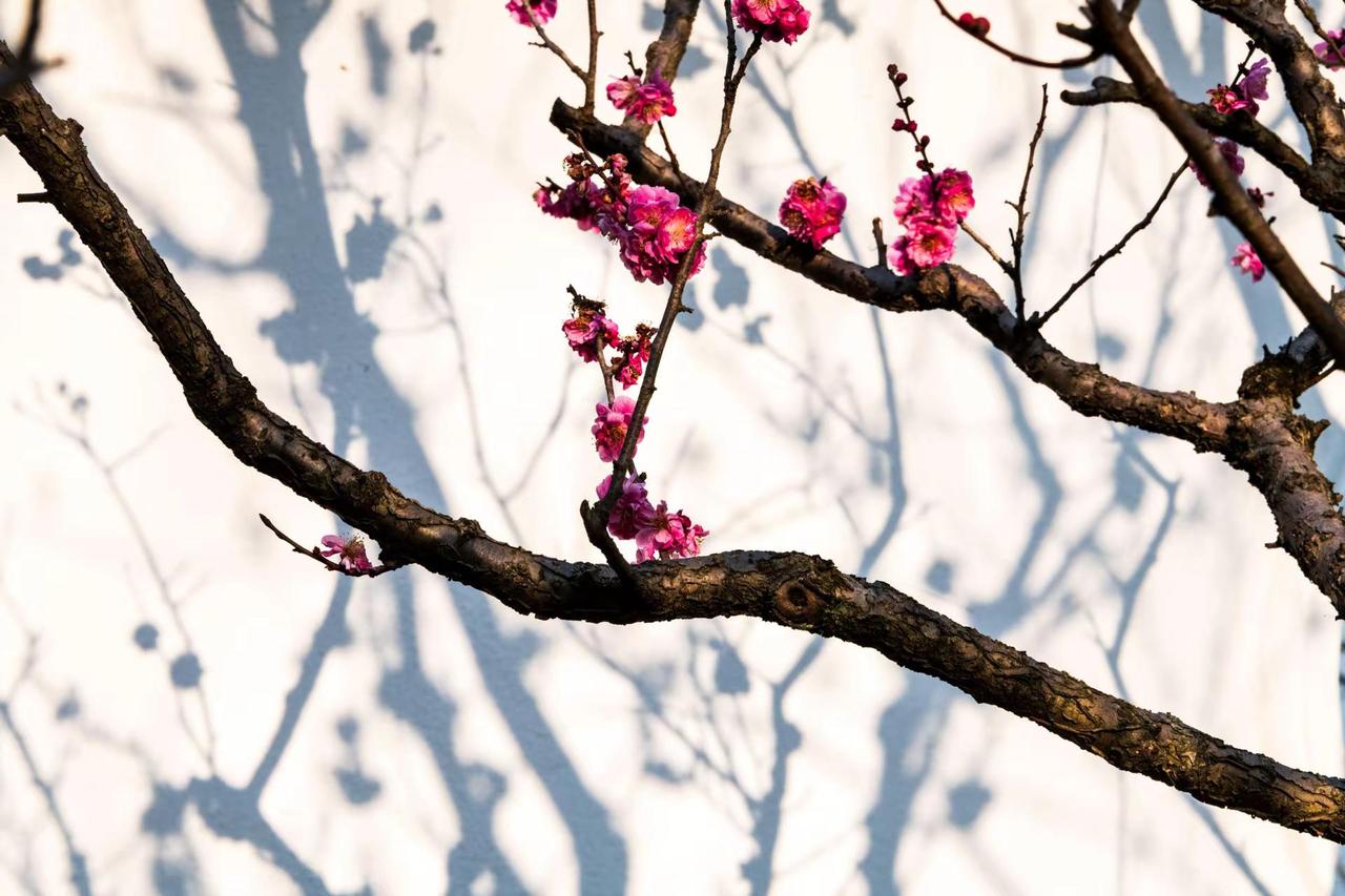 南京明孝陵红楼艺文苑。南京明孝陵红楼艺文苑风光摄影 我的摄影日记 风景摄影 摄影