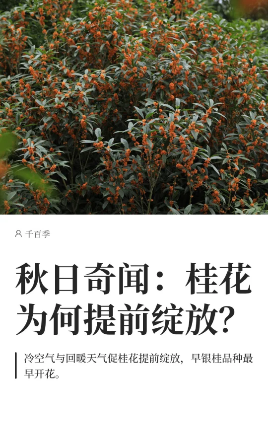 秋日奇闻：桂花为何提前绽放？