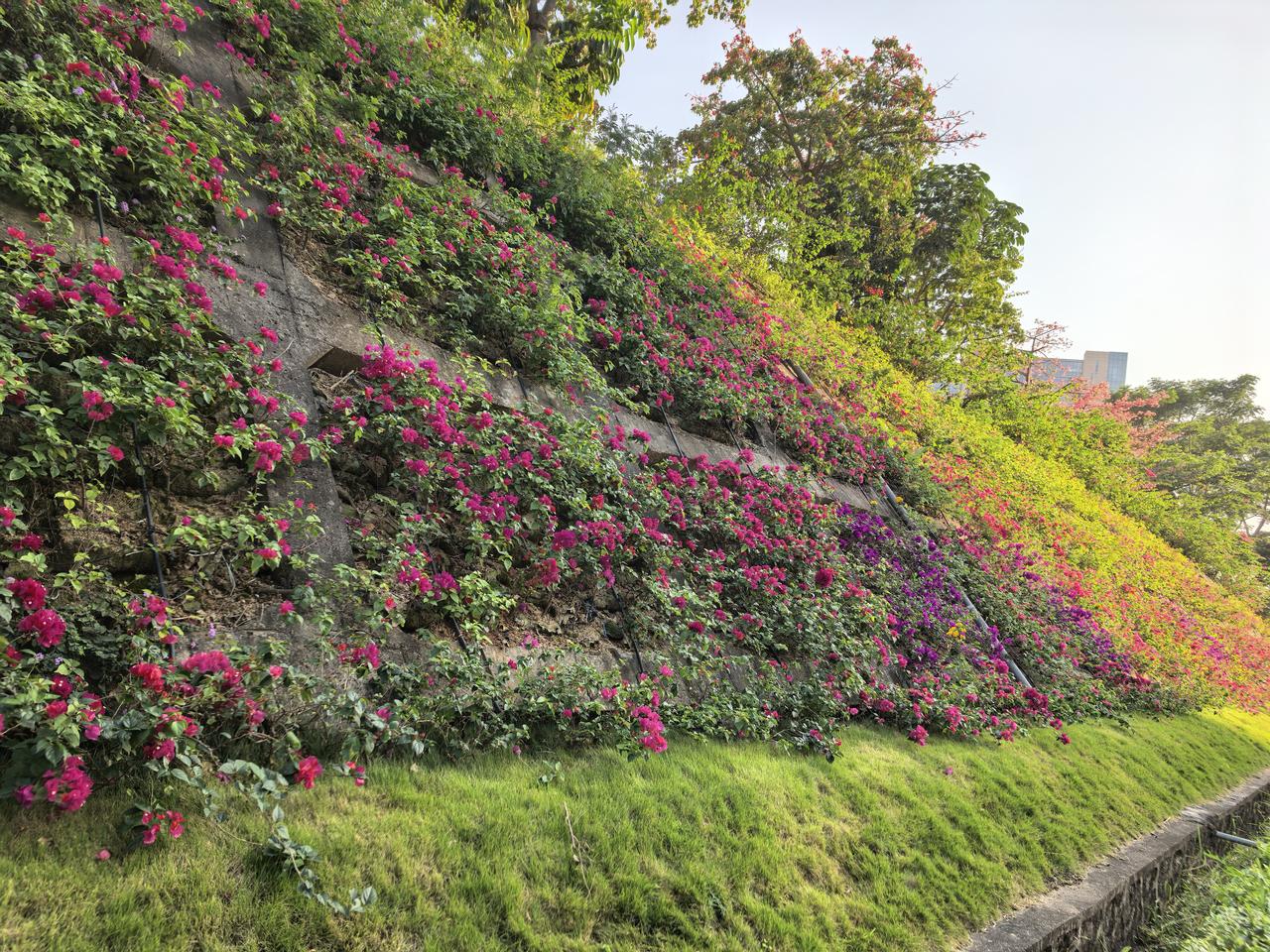 谁有花草照片，可以晒下吗深圳的冬天长这个样，花不但开，而且开得鲜艳夺目。