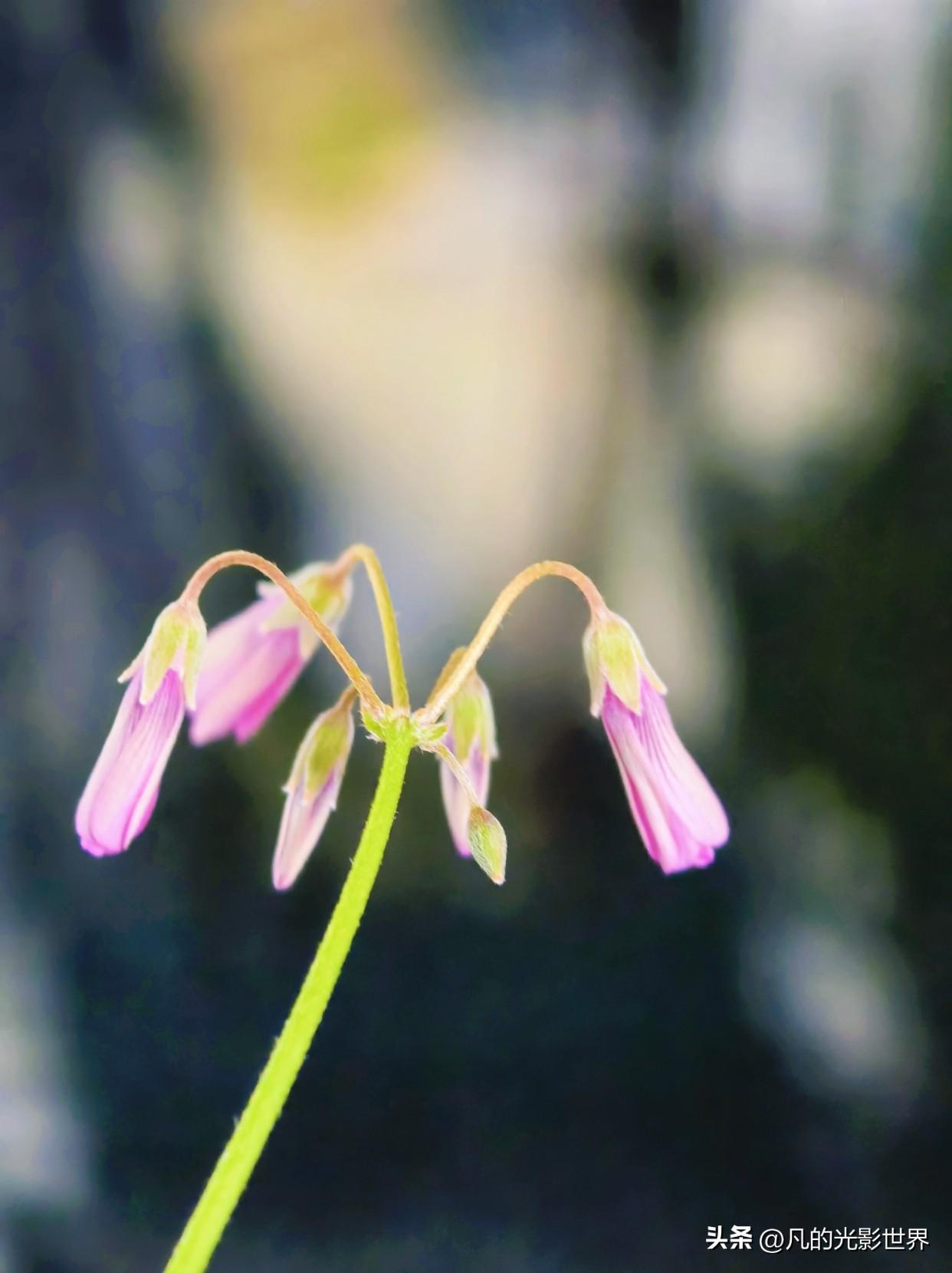 春天到了，你家的酢浆草花开了吗？酢浆草是野草花，现在成了不少人的心头好。它可是当
