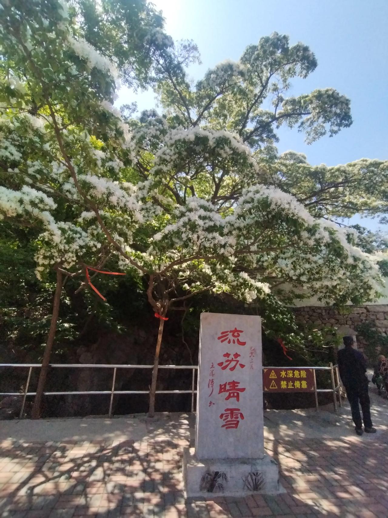 南下百里入博山
四面山绕是响泉
响泉未闻响水流
流苏晴雪隐山中
古树春深情亦浓