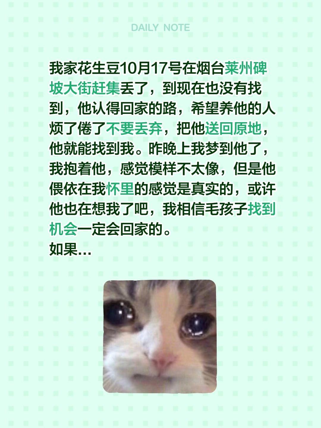 莱州同城寻狗找狗。我评论了 的作品: 我家花生豆10月17号在烟台莱州...