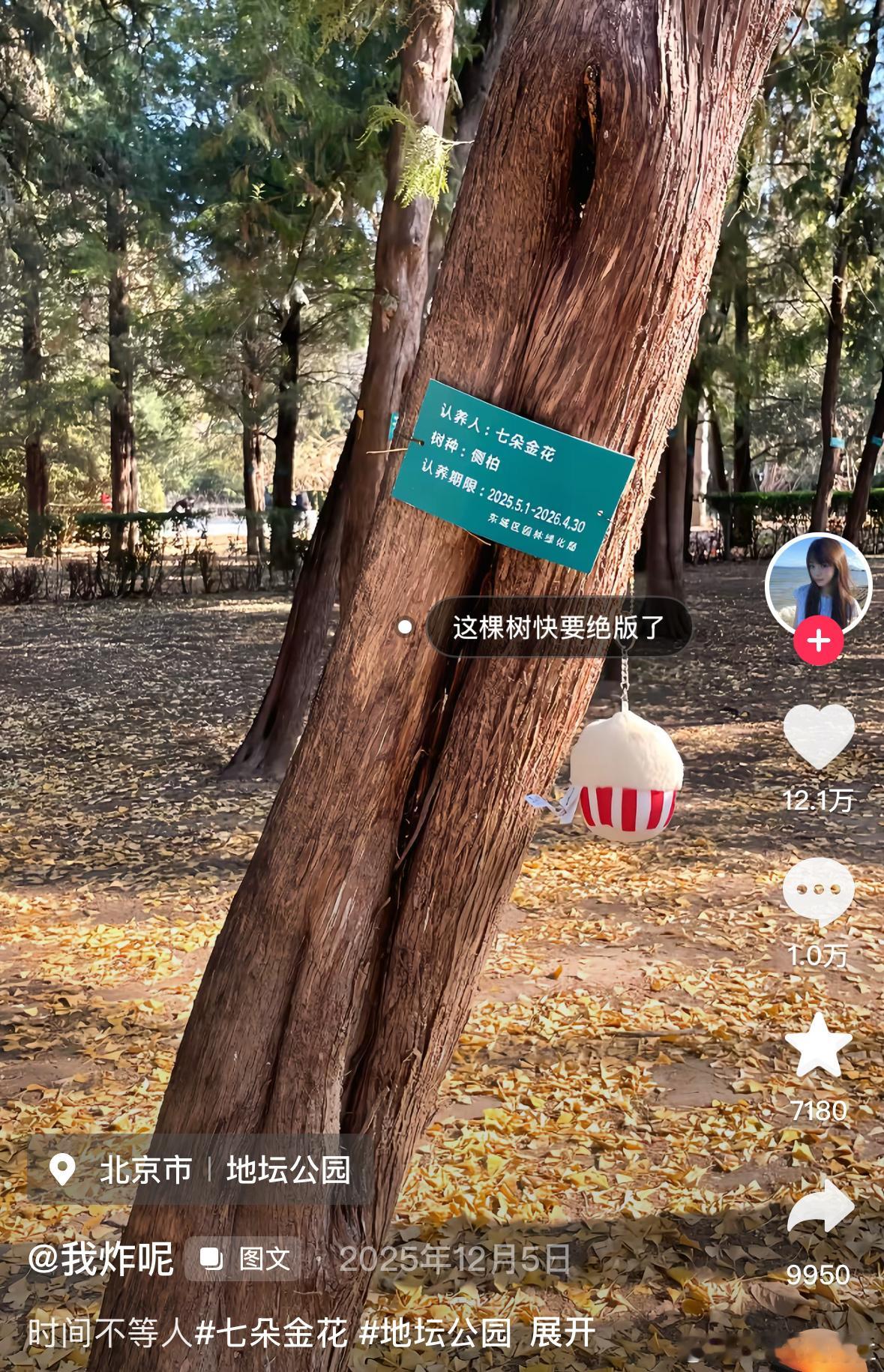 七朵金花还差八天就到期了 