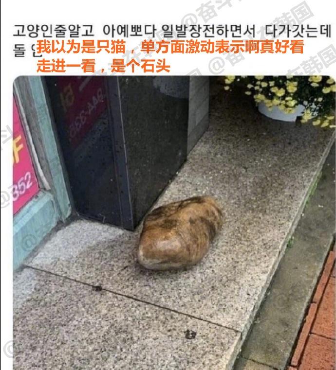不是，天王老子来了这也是一只猫啊~！！ 海外新鲜事