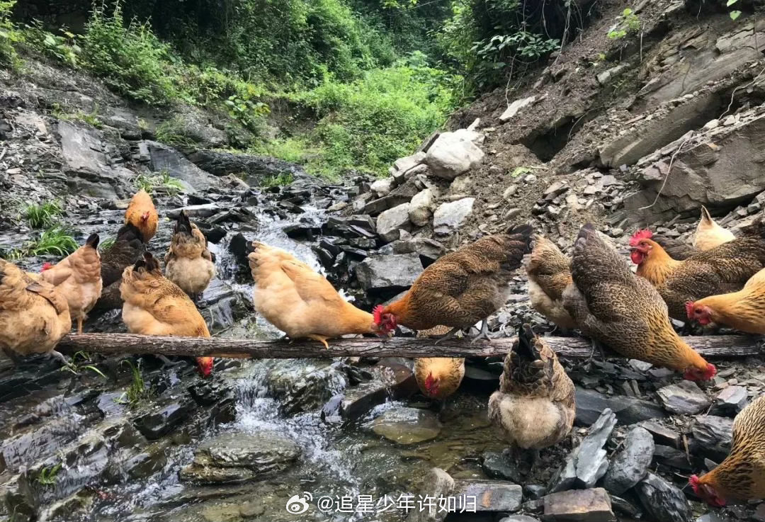 看一饭封神被安利湖南常德石门土鸡一饭封神不愧是拥有国家地理标志认证的石门土鸡，皮