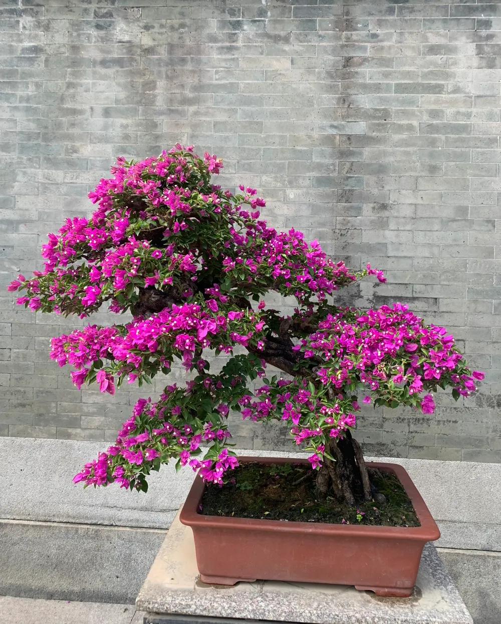 鲁迅先生是中国现代文学的奠基人。

鲁迅先生经典名言我最记得清楚：
[赞][玫瑰